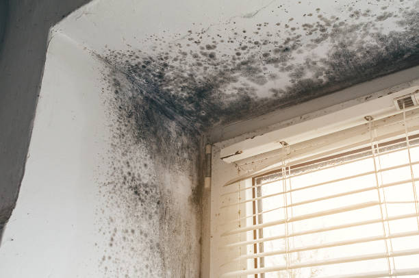Affordable Mold Cleanup solutions in Grampian, PA