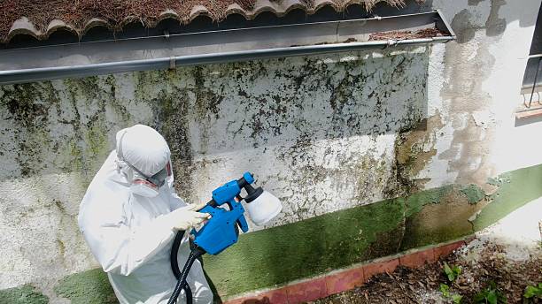 Top rated local Mold Cleanup specialists in Grampian, PA